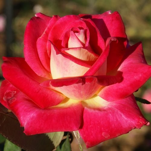 Vendita, rose rose ibridi di tea - rosso - giallo - Rosa Colorama® - rosa dal profumo discreto - Marie-Louise (Louisette) Meilland - Eccellente fiore reciso e ottimo anche per aiuole.